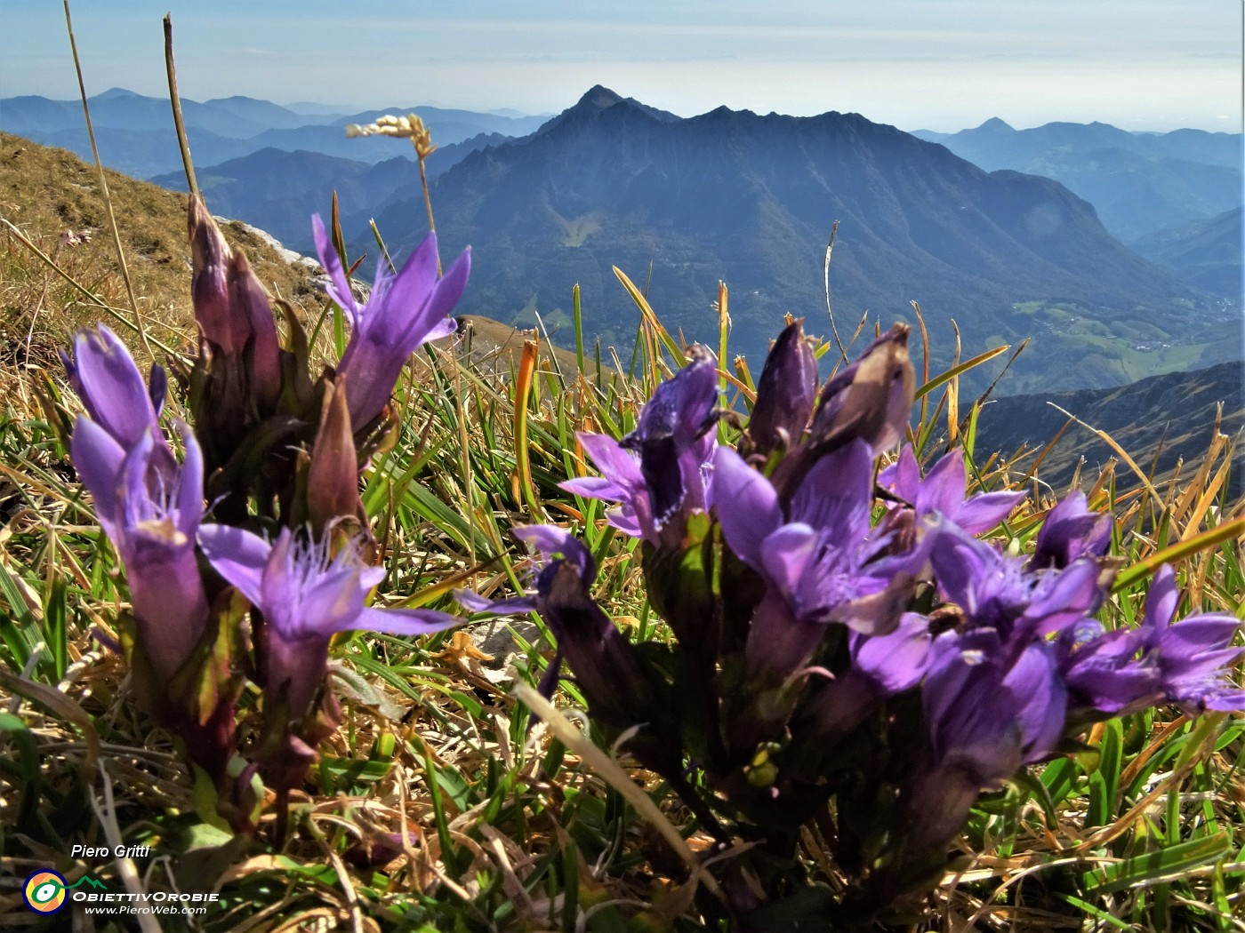 52 Gentiana anisodonta in Cima Menna con vista in Alben.JPG